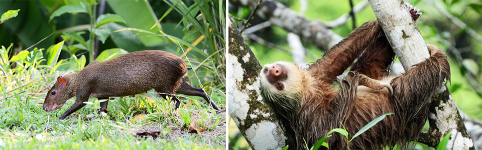 Animales en Comarca Guna Yala